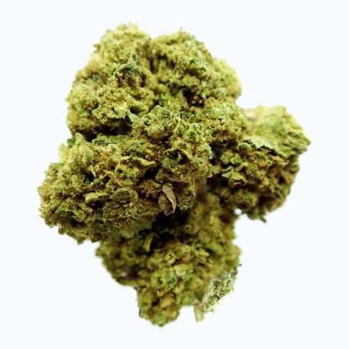 Gelato #33 CBD Hidropónica