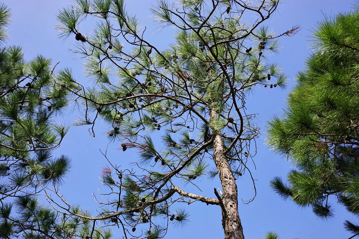 游珠海长南迳古道至会同村段(图23) 游珠海长南迳古道至会同村段(图23)