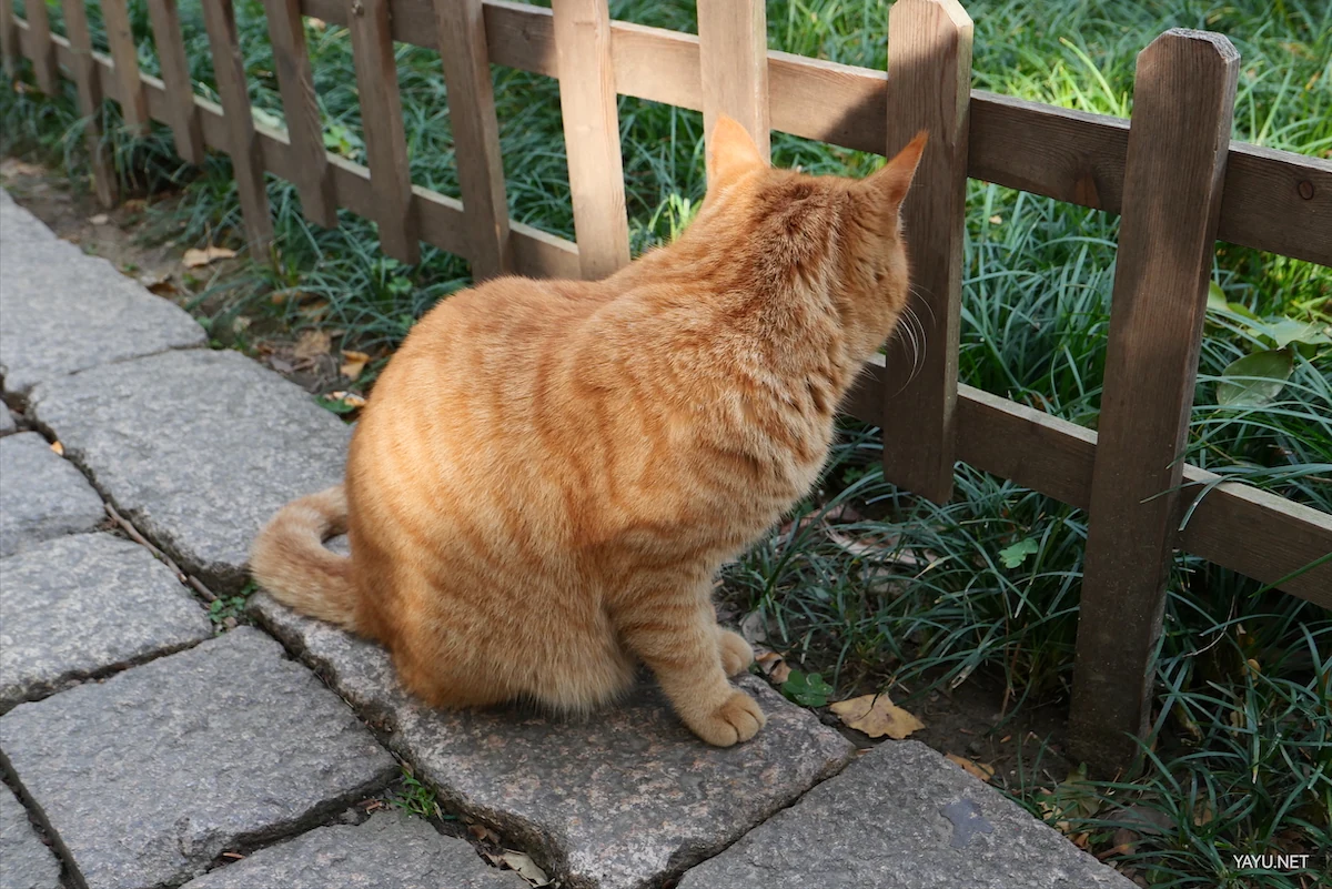 我在苏州逛园子之西园寺(图17) 我在苏州逛园子之西园寺(图17)