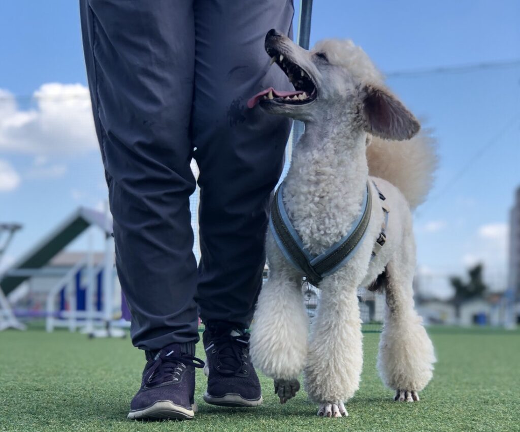 ハンドラーを見上げるプードル