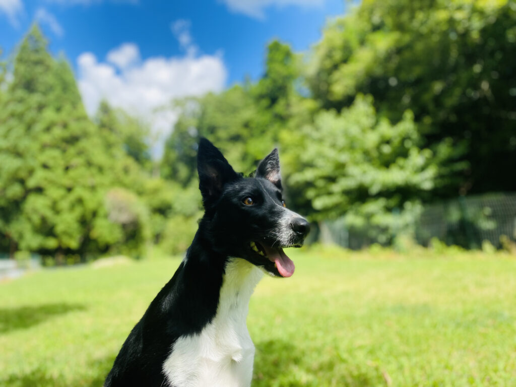 笑うボーダーコリー