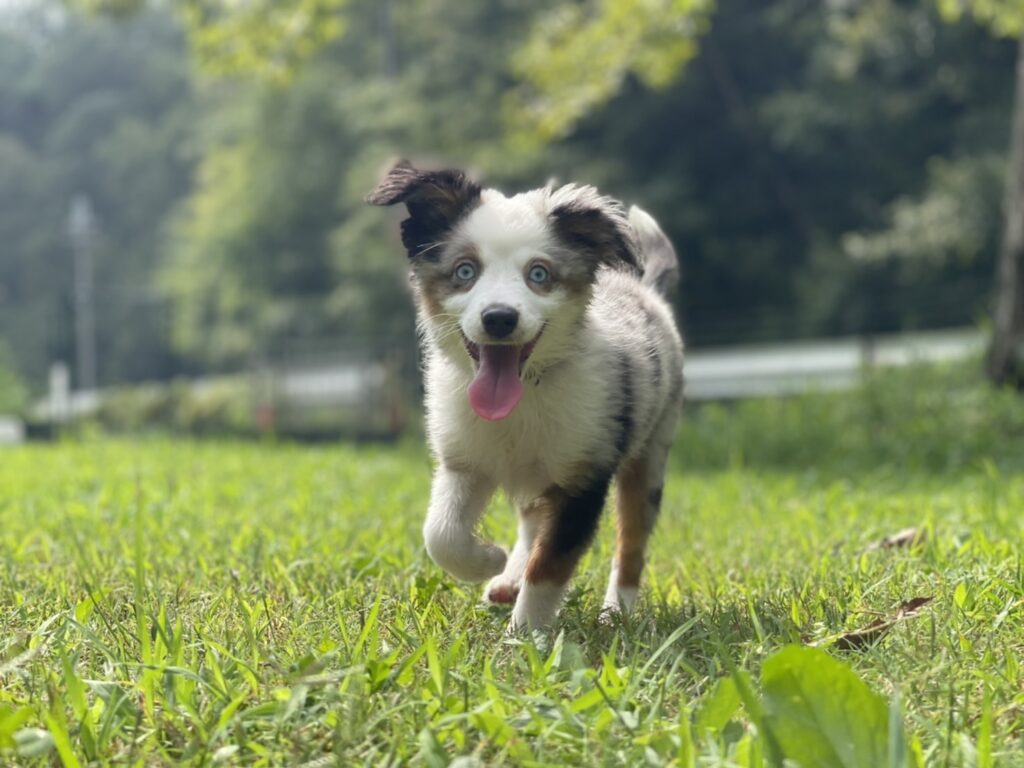 笑うミニオーシーのパピー